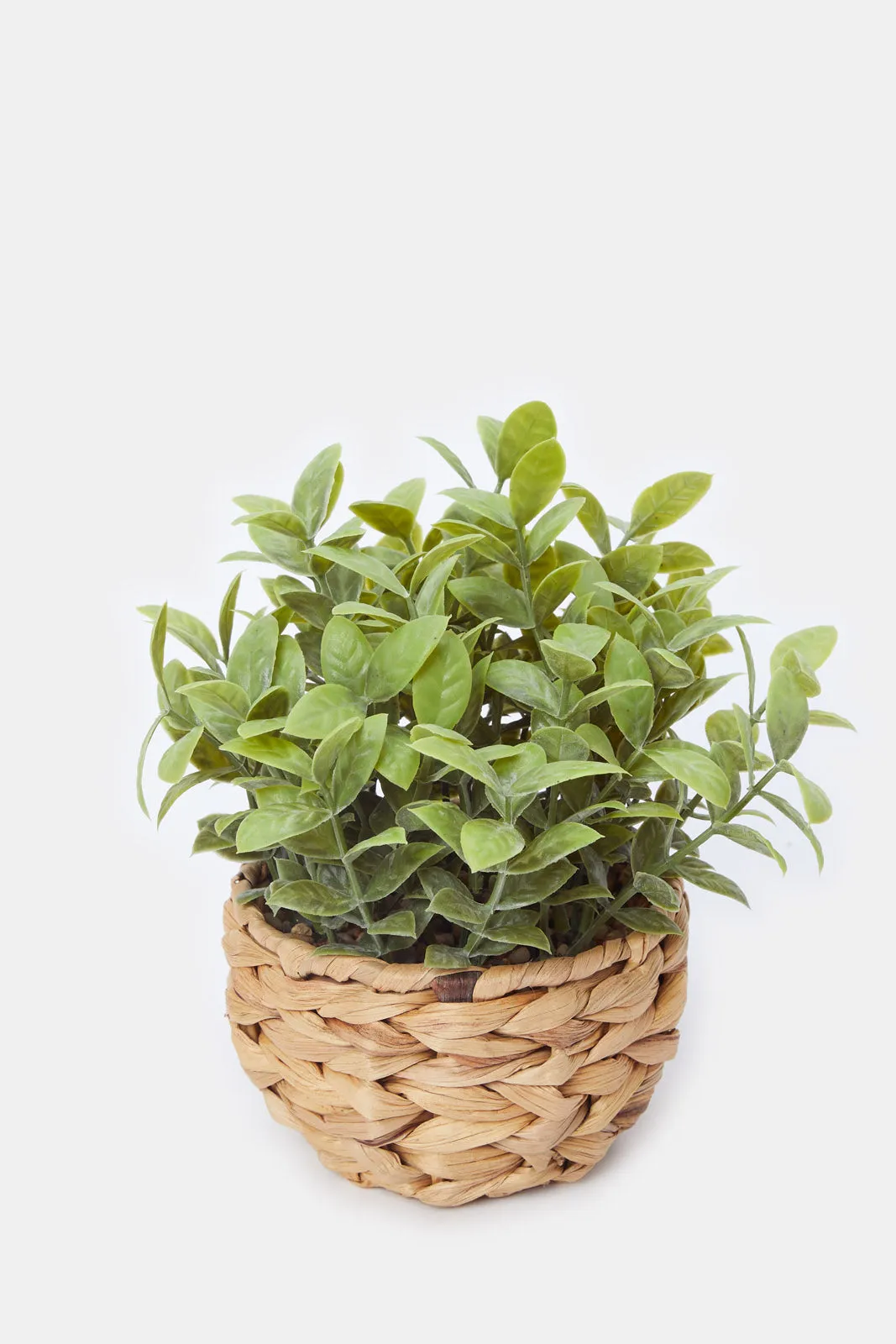 Artificial Creeper Plant In Ceramic Pot