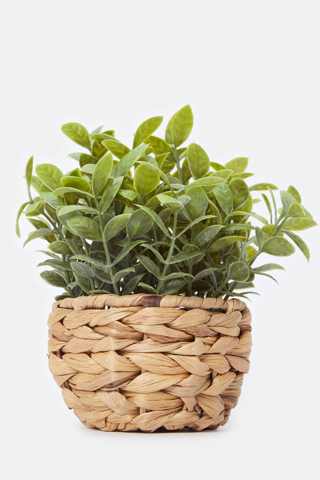 Artificial Creeper Plant In Ceramic Pot