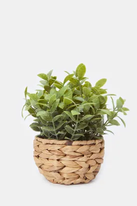 Artificial Creeper Plant In Ceramic Pot